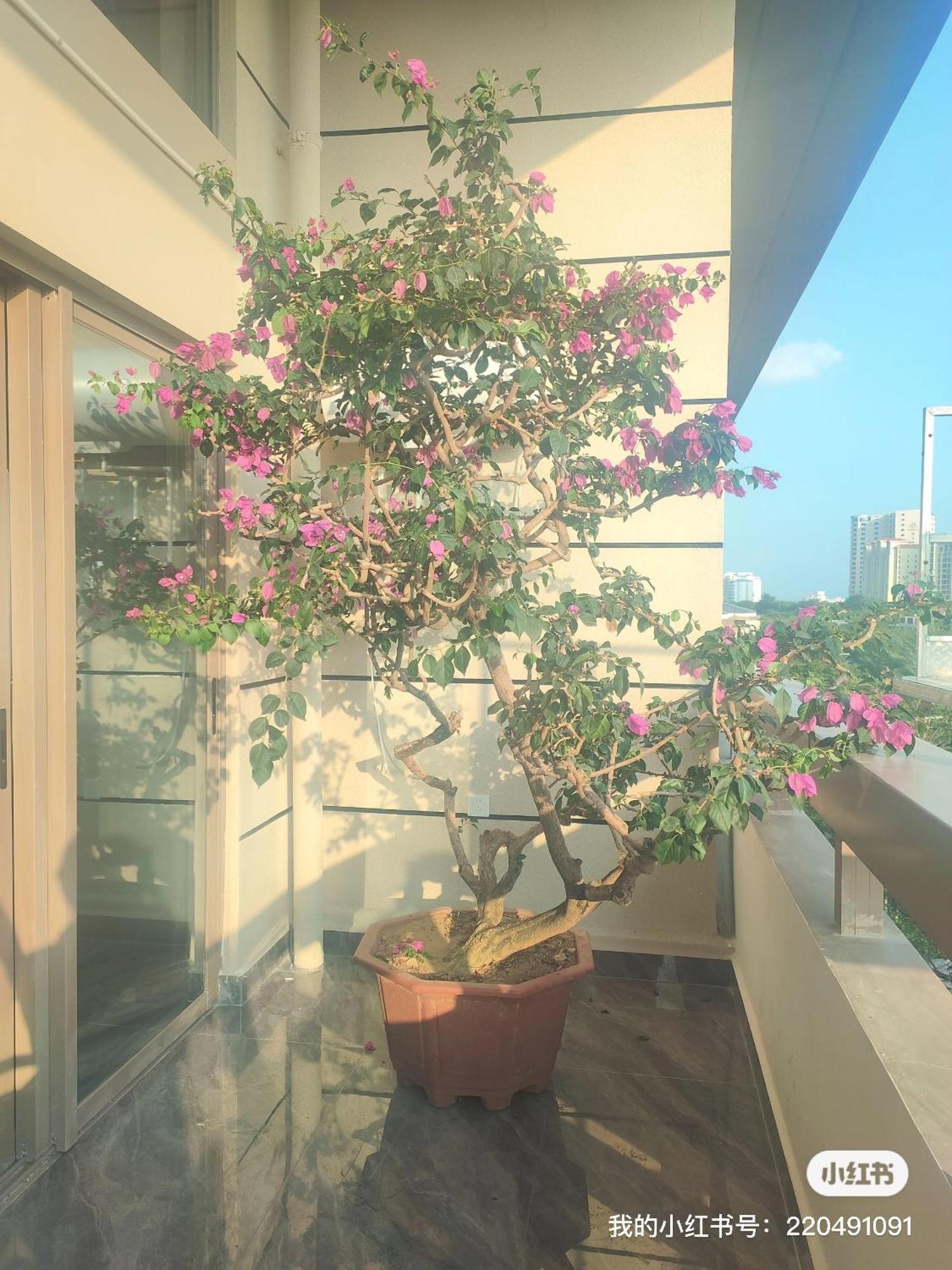 Appartamento Shiguanghui Sanya Esterno foto