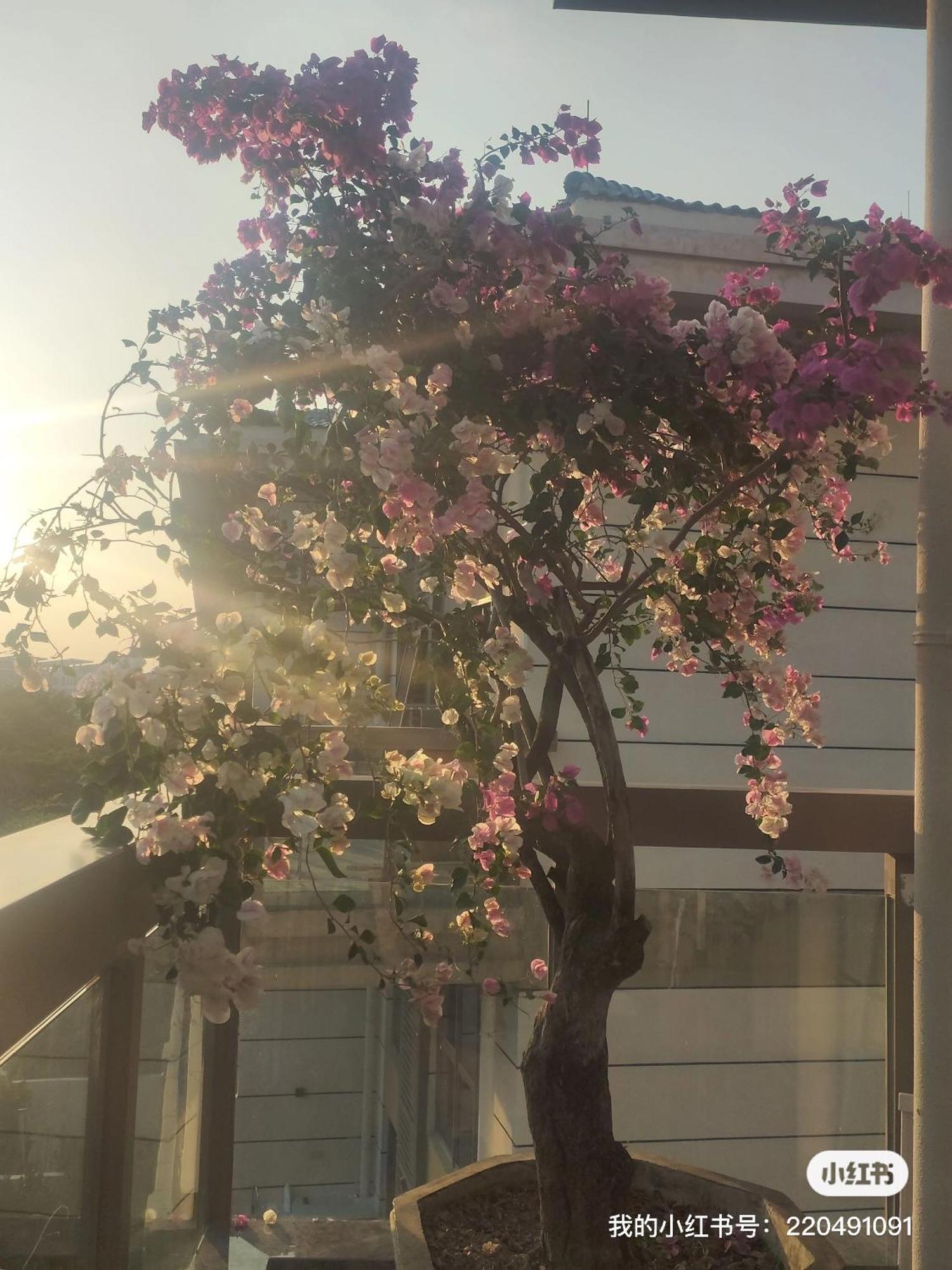 Appartamento Shiguanghui Sanya Esterno foto